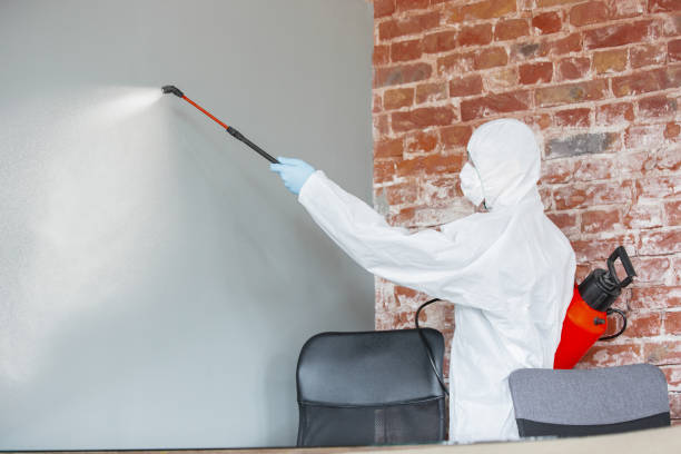 Best Basement Mold Removal  in Elmore, AL