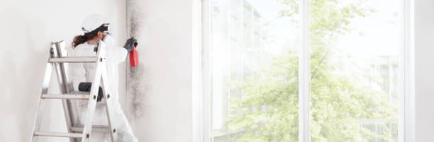 Best Mold Documentation for Insurance Claims  in Elmore, AL